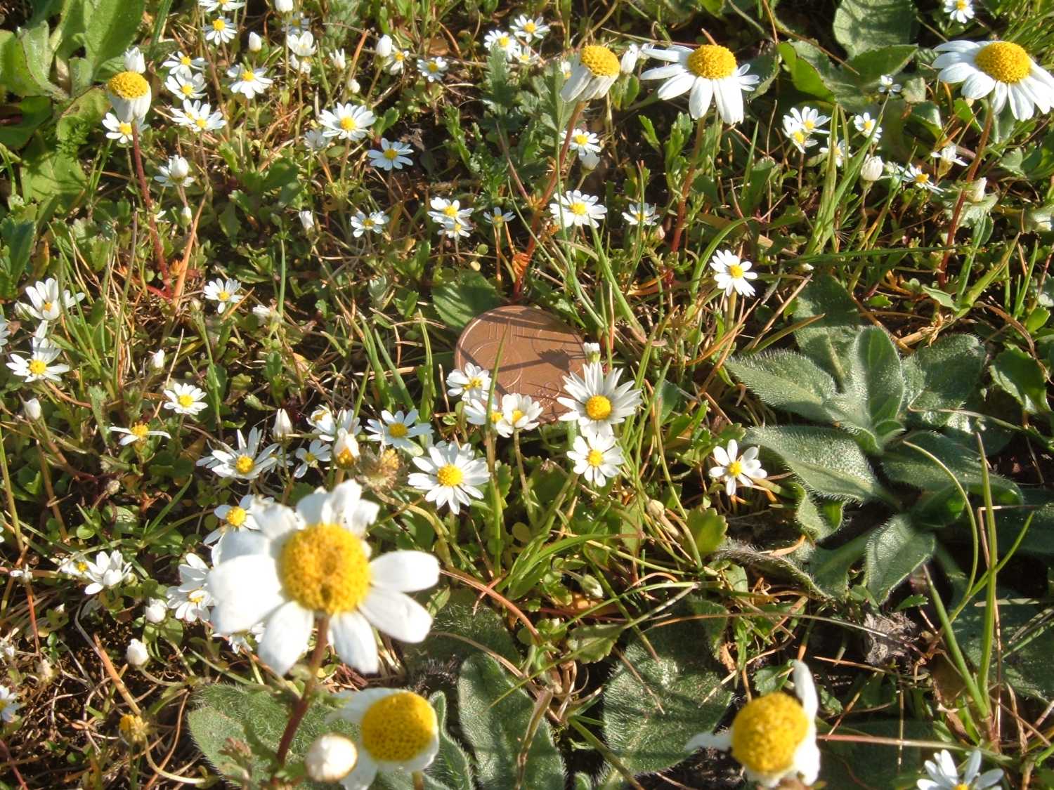 Margherita - Anthemis praecox e Bellis annua